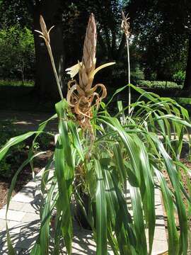 Pitcairnia recurvata (Scheidw.) K. Koch的圖片