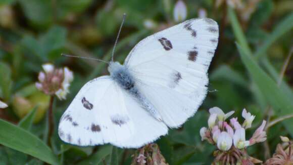 Image of Checkered White