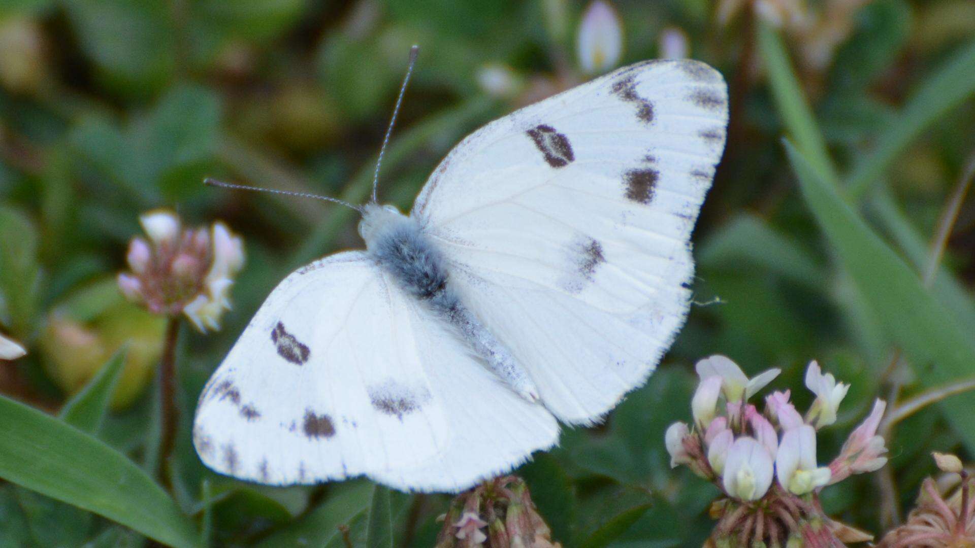 Image of Checkered White