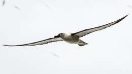 Image of Indian Yellow-nosed Albatross