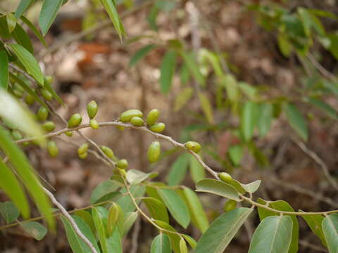 Image of Casearia tomentosa Roxb.