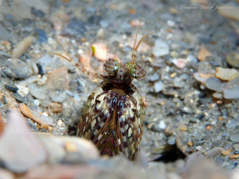 Image of Pseudosquilla ciliata