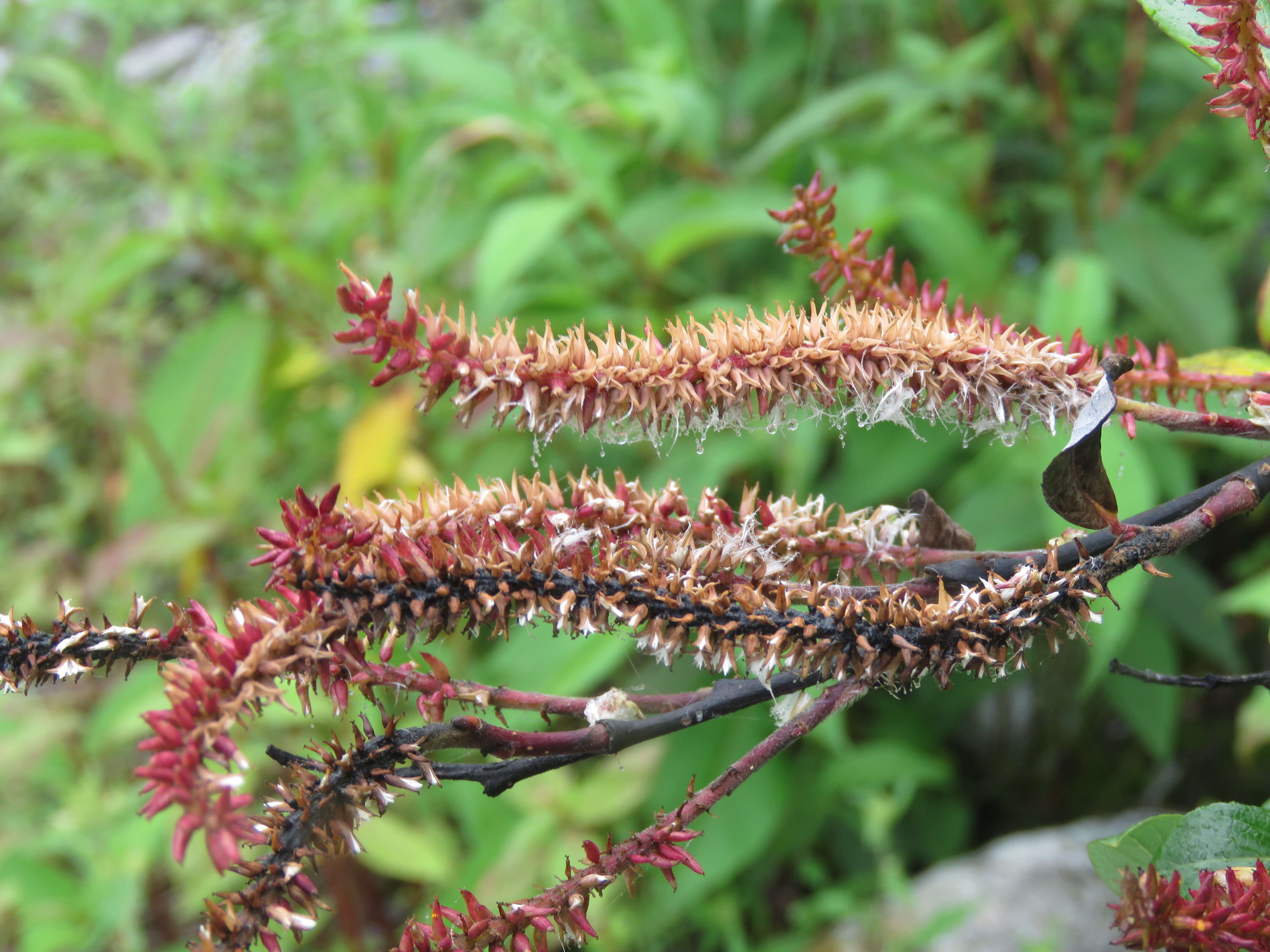 Image of Salix denticulata Andersson