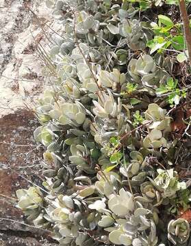 Image of Adromischus hemisphaericus (L.) Lem.