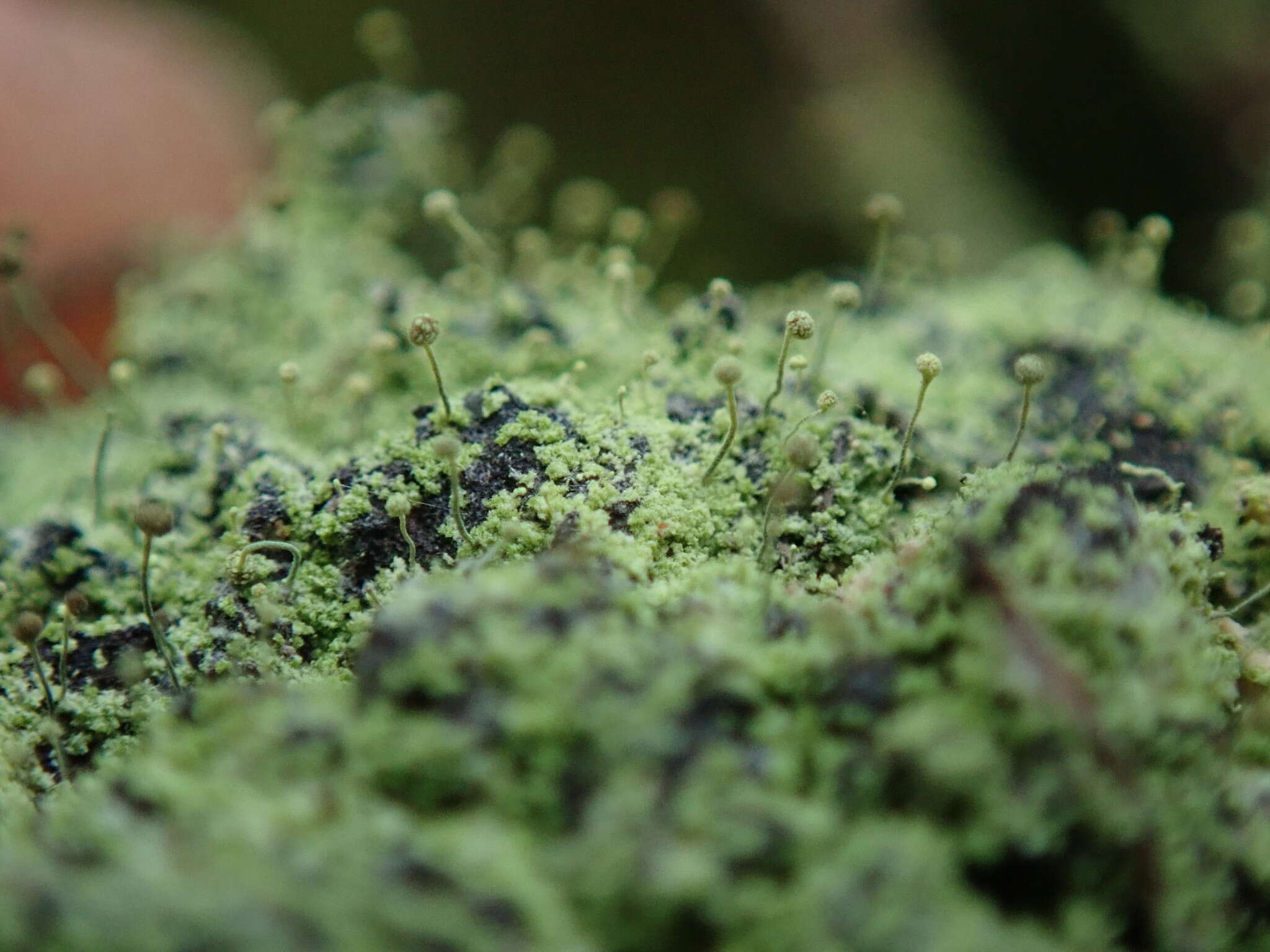 Plancia ëd Chaenotheca furfuracea (L.) Tibell