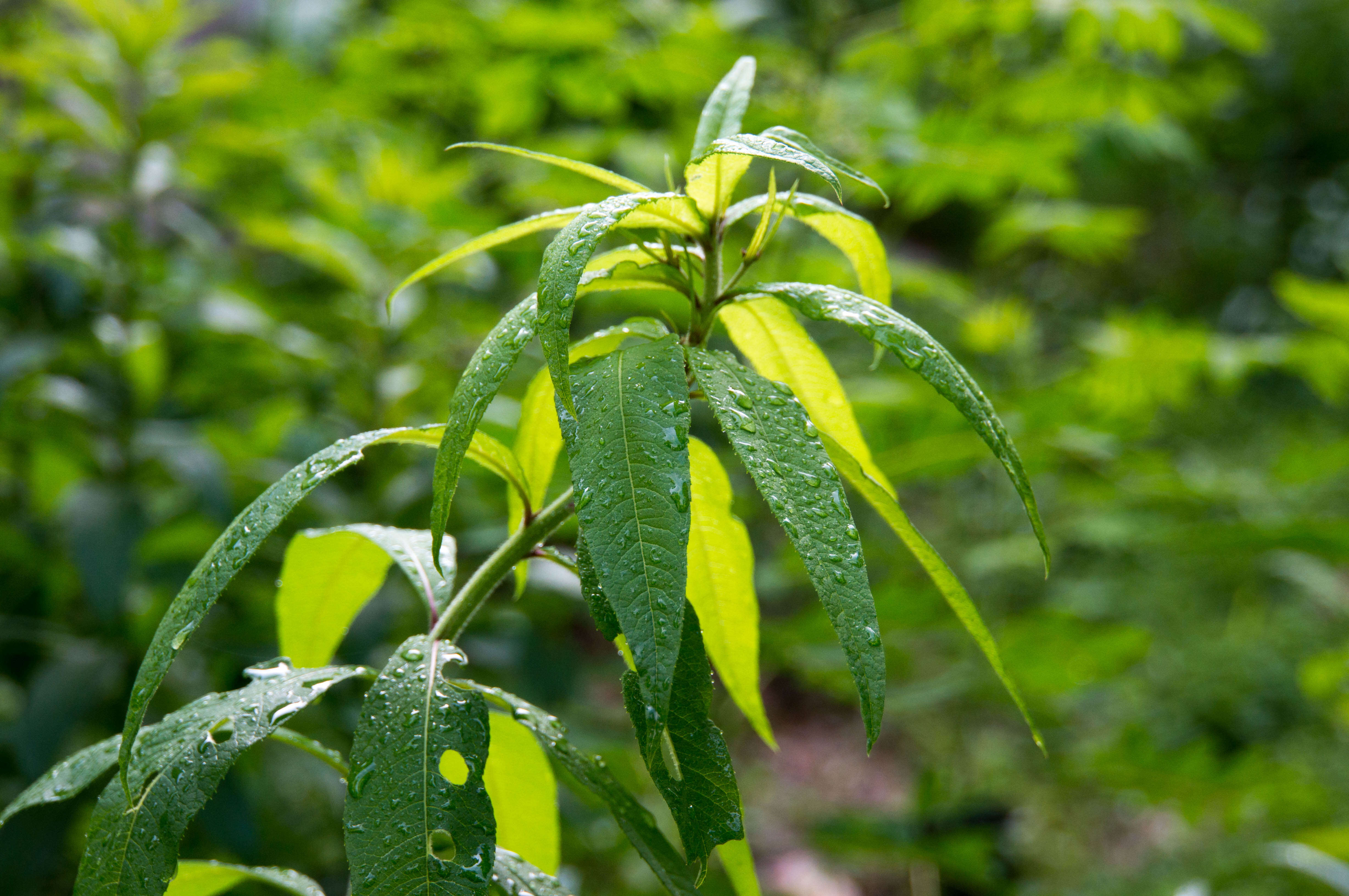 Image of New York ironweed