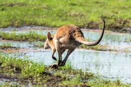 Image of Agile Wallaby