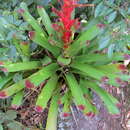 Image of Vriesea philippocoburgii Wawra