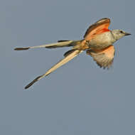 Image of Scissor-tailed Flycatcher