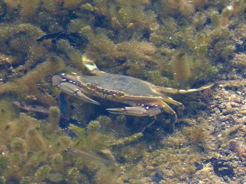 Imagem de Callinectes sapidus Rathbun 1896