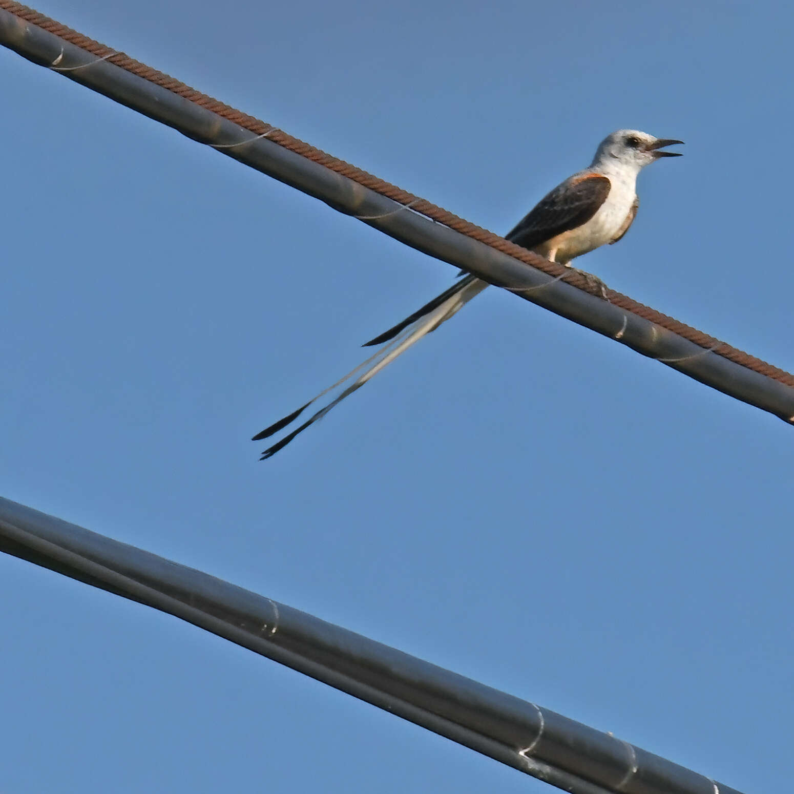 Image of Scissor-tailed Flycatcher