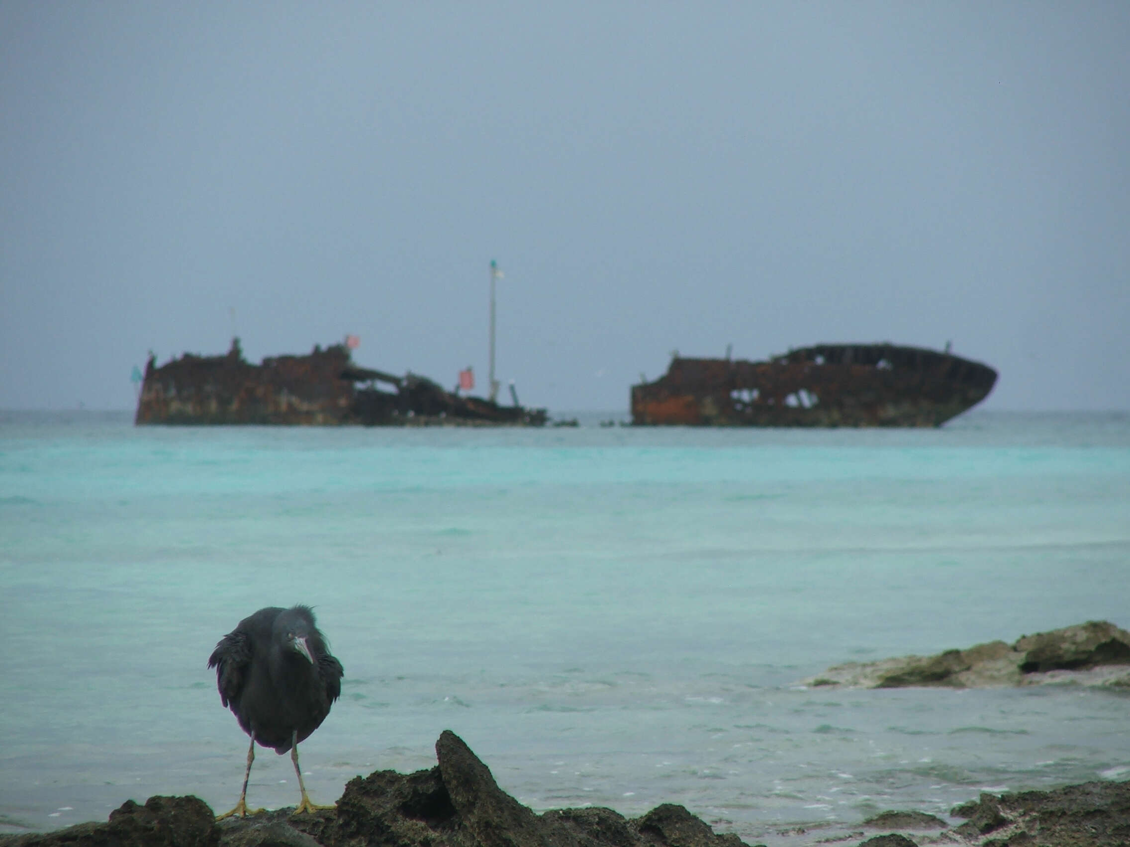 Image of Eastern Reef Egret