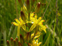 Image of Bog asphodel