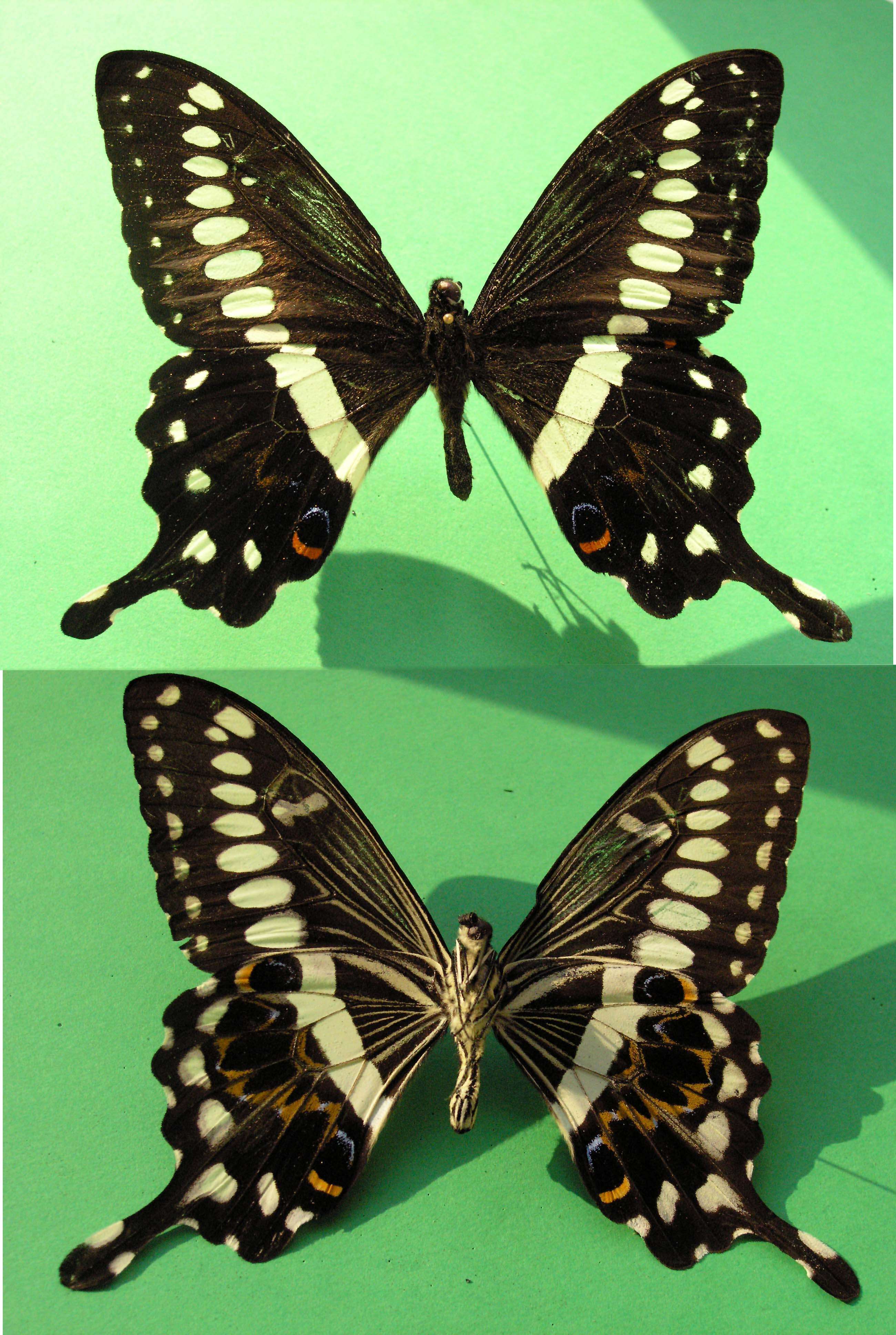 Image of Papilio lormieri Distant 1874