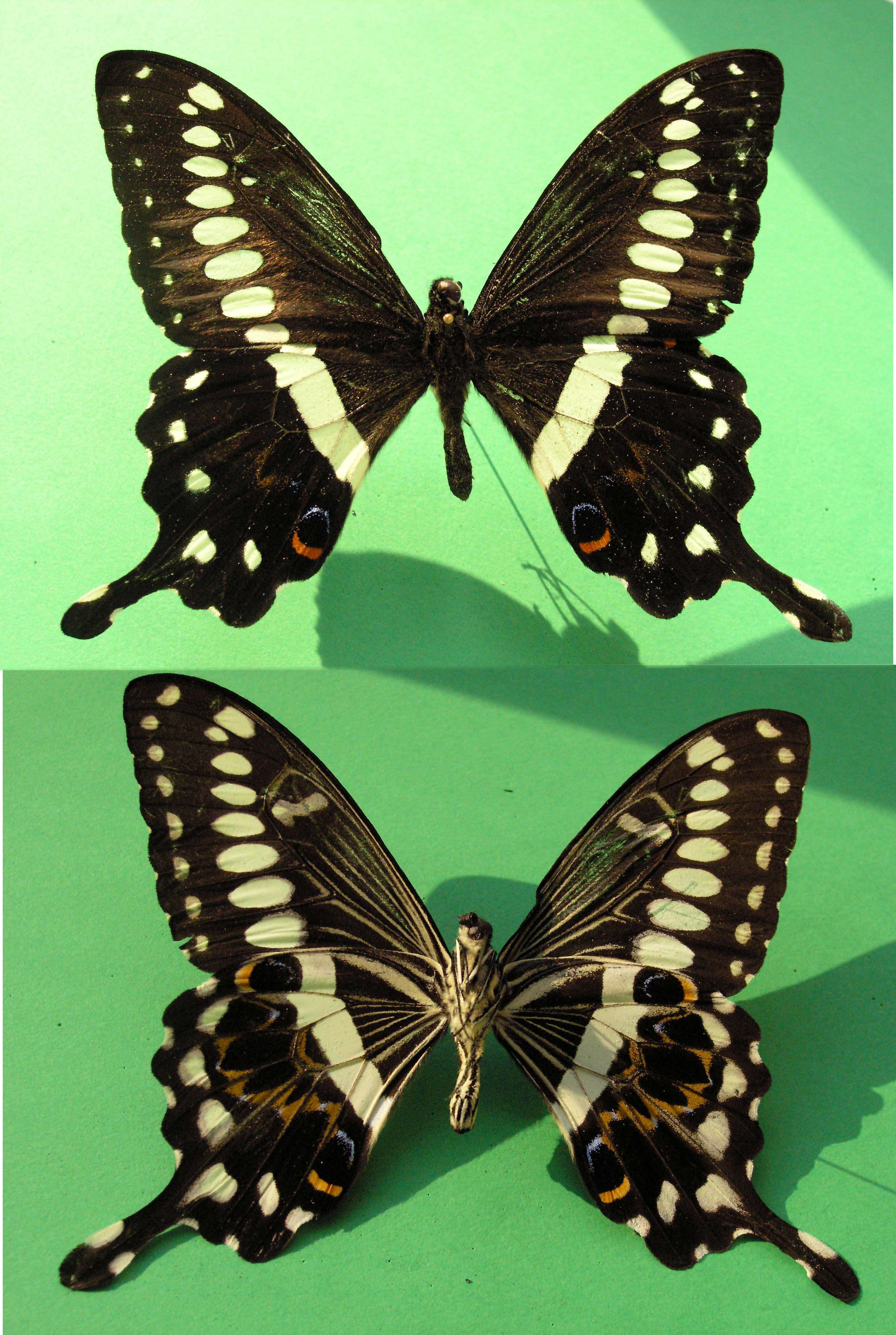 صورة Papilio lormieri Distant 1874