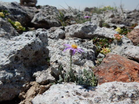 Image of Idaho fleabane