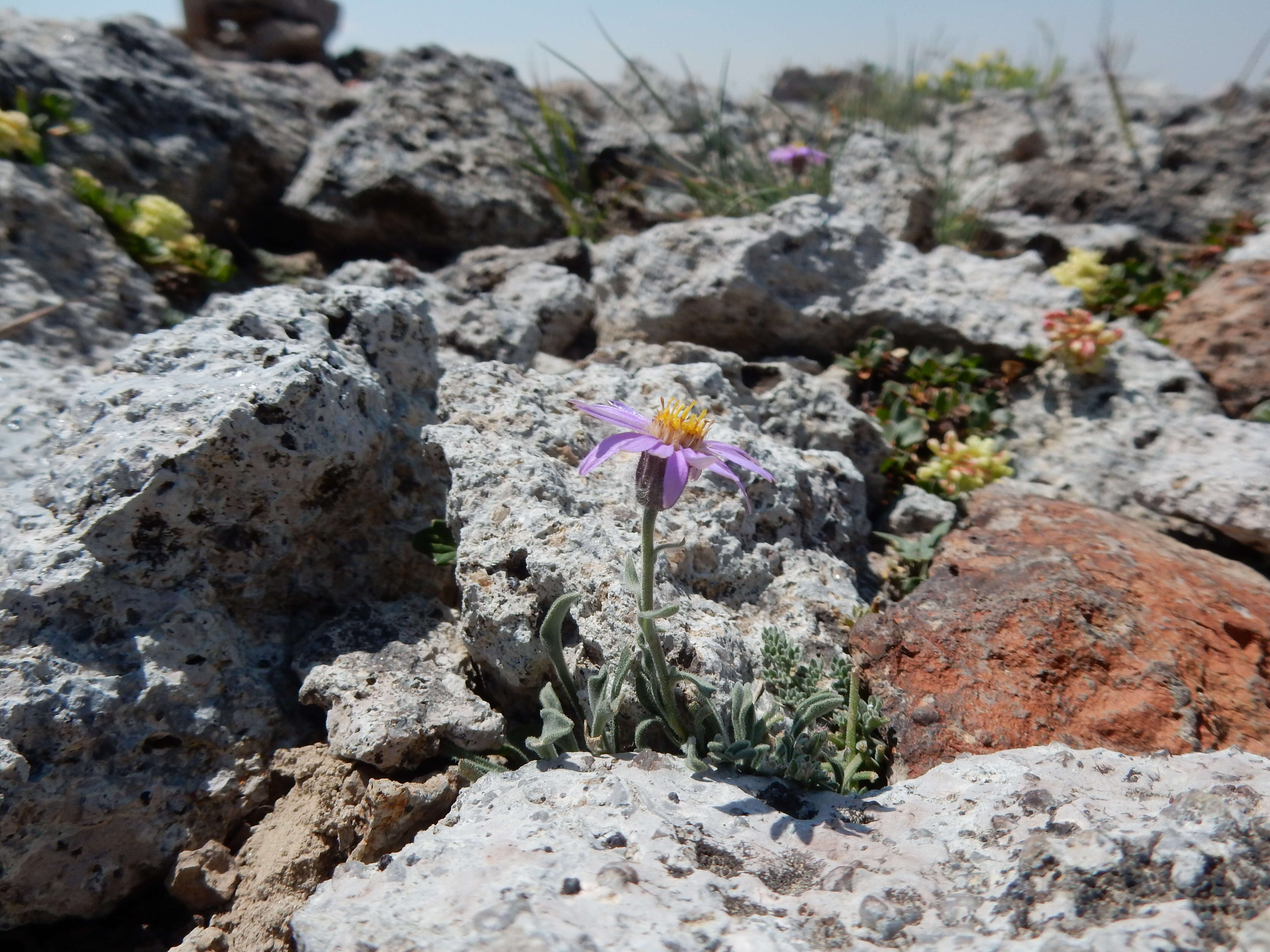 Image de Erigeron asperugineus (D. C. Eat.) A. Gray