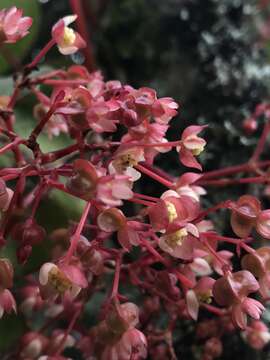 Image of Begonia tropaeolifolia A. DC.