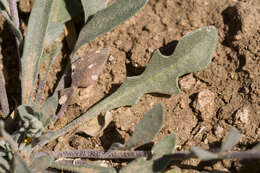 Image of Gordon's bladderpod