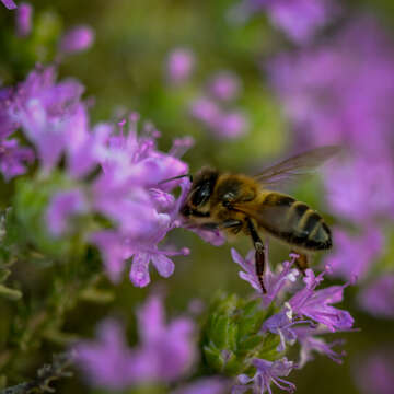 Image de Apis mellifera ruttneri