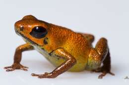 Image of Poison dart frog