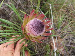 Image of Bashful protea