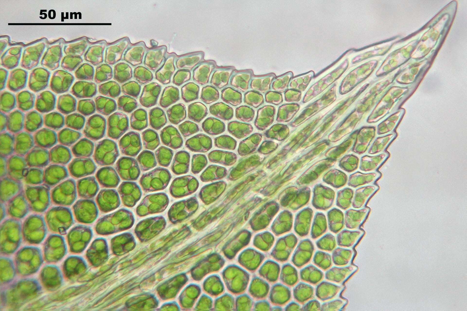 Image of fissidens moss