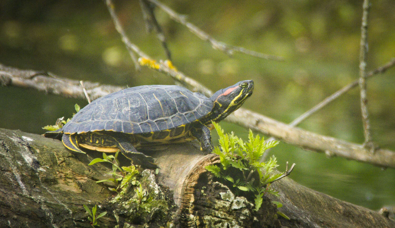 Image of slider turtle, red-eared terrapin, red-eared slider