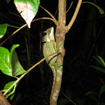 Image of Acanthosaura cardamomensis Wood, Grismer, Grismer, Neang, Chav & Holden 2010