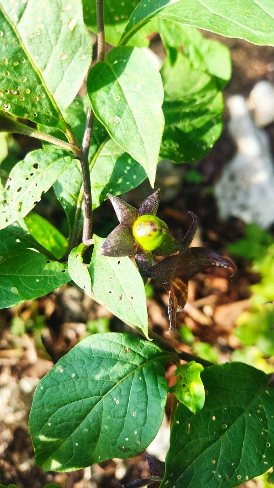 Plancia ëd Atropa belladonna L.