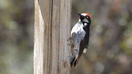 Image of Acorn Woodpecker