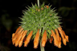 Image of Broadleaf leonotis