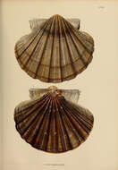 Image de Pecten albicans (Schröter 1802)