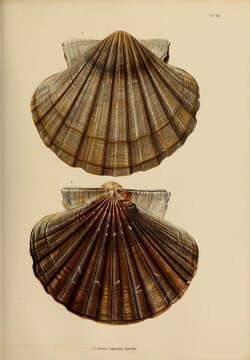 Image of Japanese baking scallop