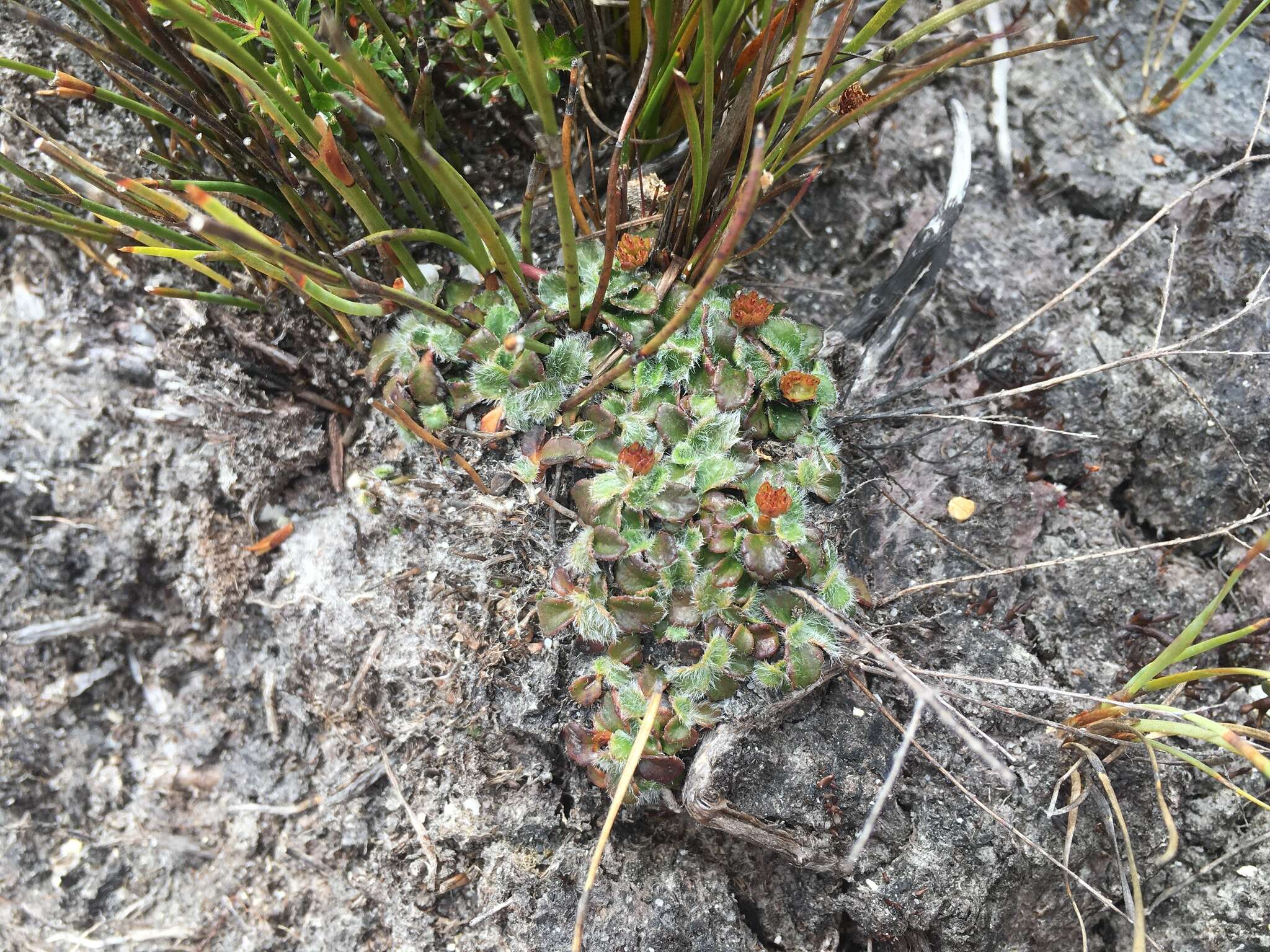 Actinotus bellidioides (Hook. fil.) Benth. resmi