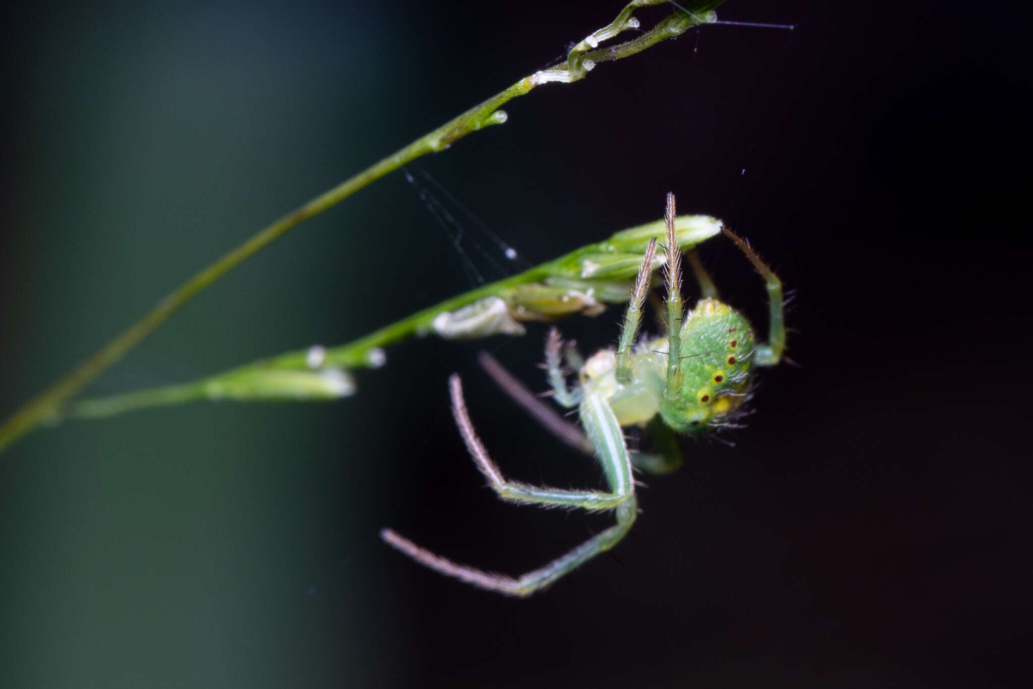 Image of Araneus cingulatus (Walckenaer 1841)