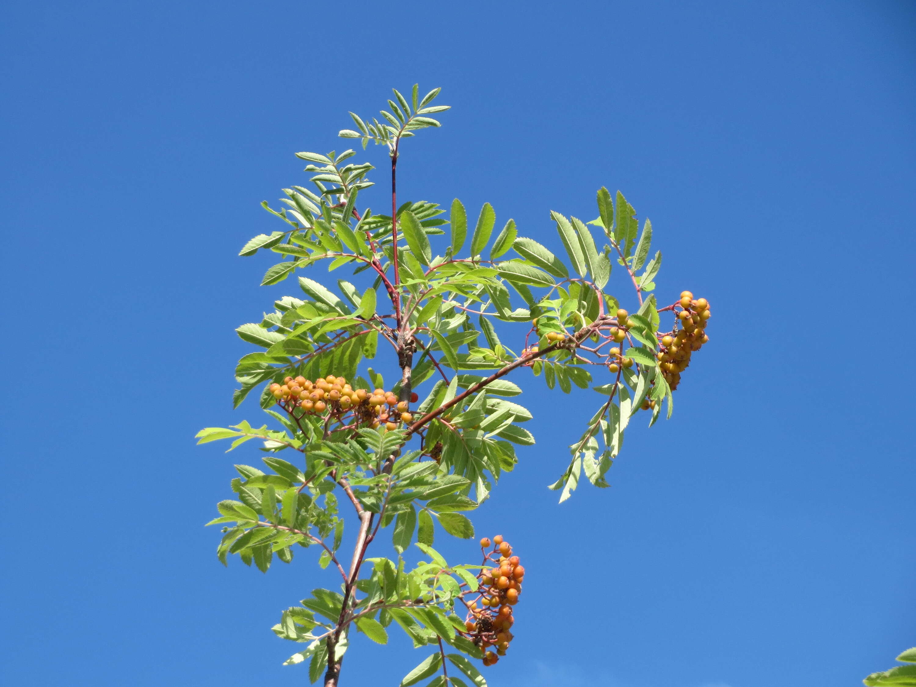 Image of rowan,  moutain ash