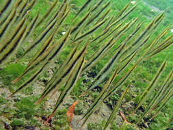 Image of Hinged shrimpfish