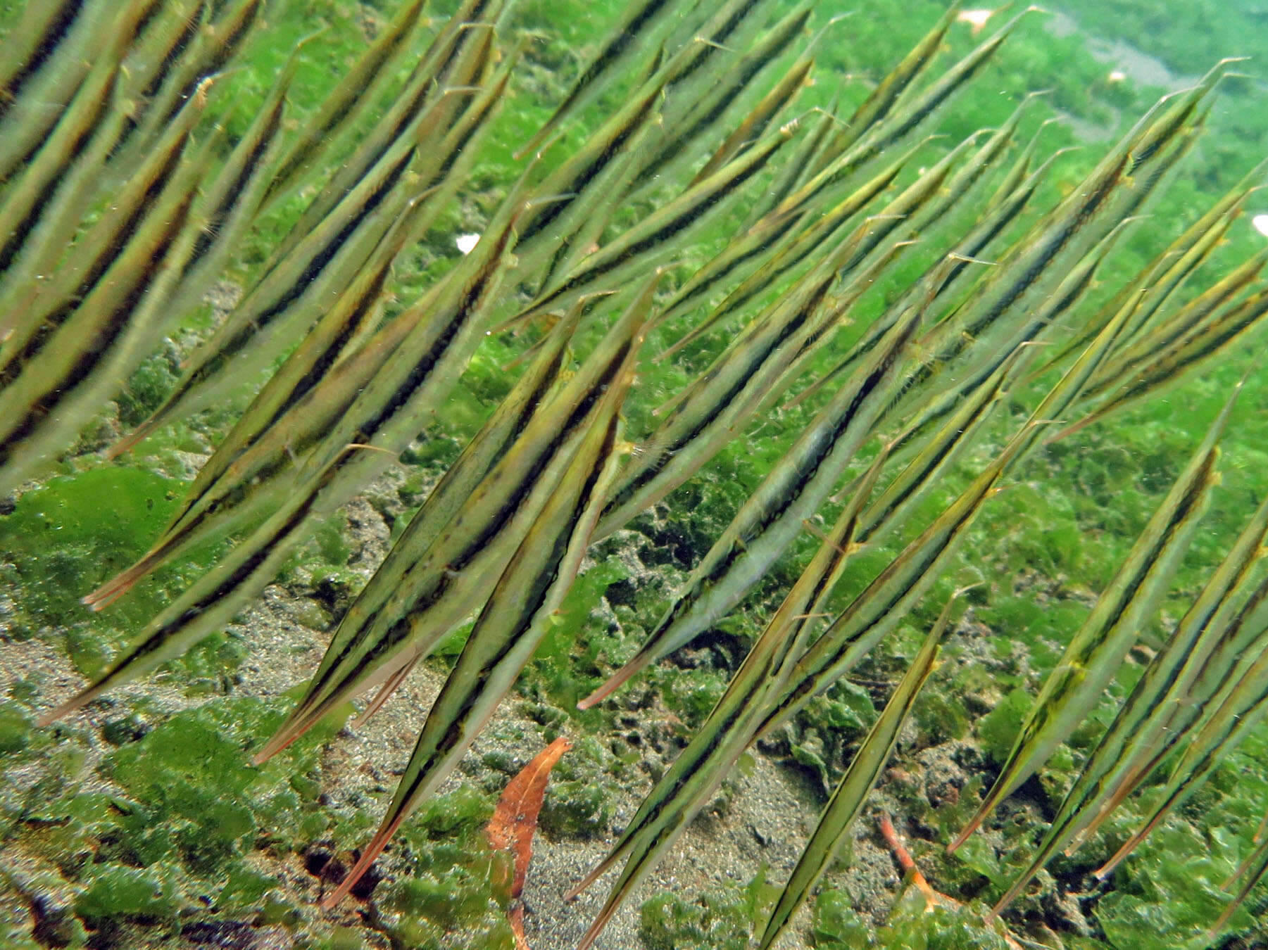 Image of Hinged shrimpfish