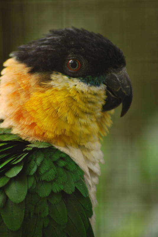 Image of Black-headed Parrot