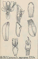 Micropera fasciculata (Lindl.) Garay的圖片