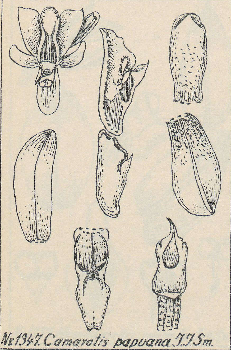 Image of Micropera fasciculata (Lindl.) Garay