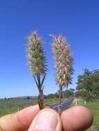 Image of Narrow Clover