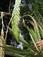 Image of Tillandsia ferreyrae L. B. Sm.