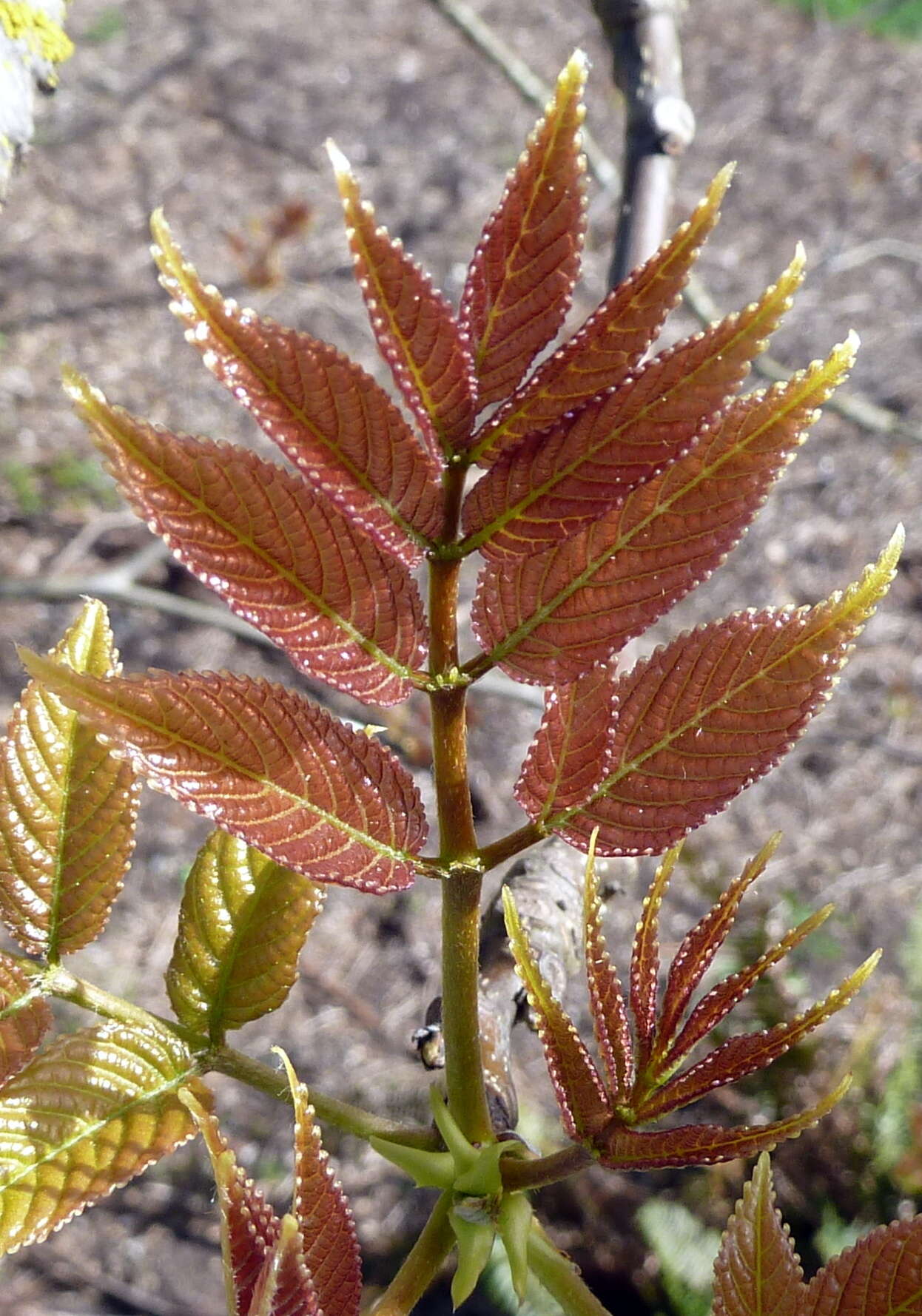 Image of Tapiscia sinensis Oliver