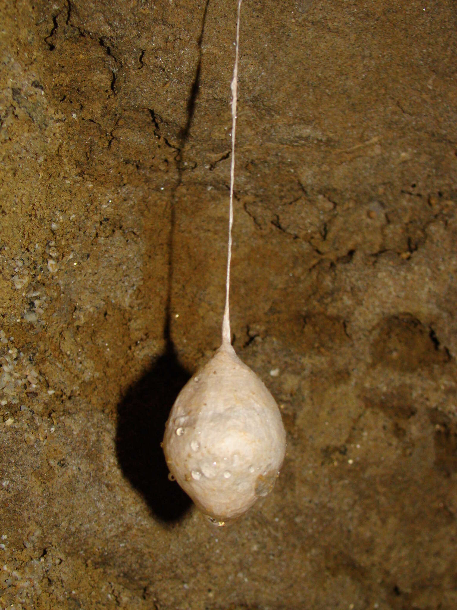 Image of Nelson Cave Spider