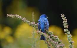 Image of Indigo Bunting