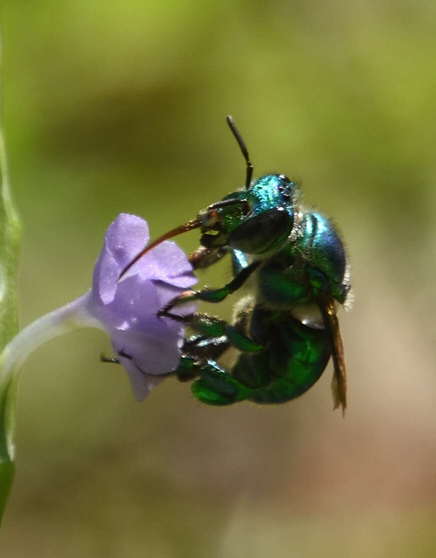 Image of Dilemma Orchid Bee