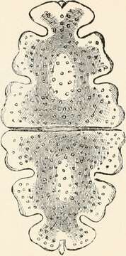 Image of Euastrum Ehrenberg ex Ralfs 1848