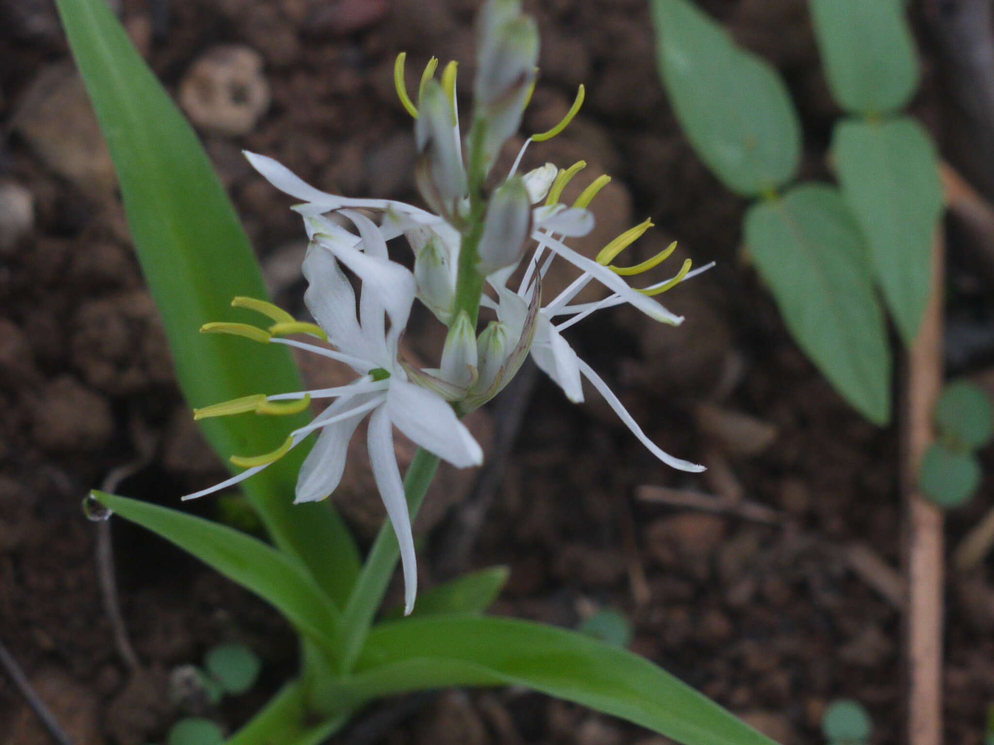 Image of Chlorophytum borivilianum Santapau & R. R. Fern.